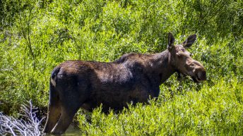 Tropem bizonów i misia Yogi - USA cz.2 USA2a 2 344x193 - Tropem bizonów i misia Yogi - USA cz.2