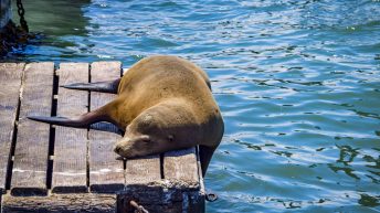 USA3 36 344x193 - Pożegnanie z Ameryką - USA cz.3