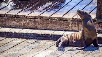 USA3 37 344x193 - Pożegnanie z Ameryką - USA cz.3