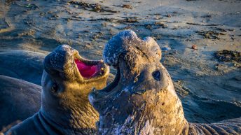 USA3 63 344x193 - Pożegnanie z Ameryką - USA cz.3