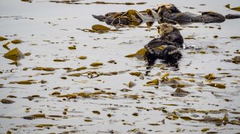 USA3 66 344x193 - Pożegnanie z Ameryką - USA cz.3