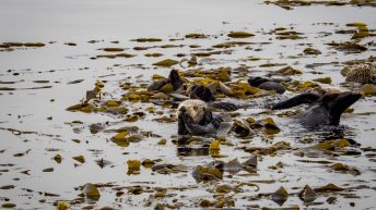 USA3 67 344x193 - Pożegnanie z Ameryką - USA cz.3