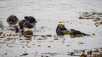 USA3 69 344x193 - Pożegnanie z Ameryką - USA cz.3