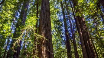 USA3a 11 344x193 - Pożegnanie z Ameryką - USA cz.3