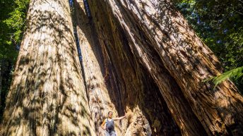 USA3a 12 344x193 - Pożegnanie z Ameryką - USA cz.3