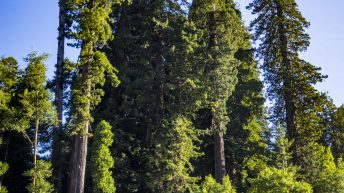 USA3a 14 344x193 - Pożegnanie z Ameryką - USA cz.3