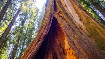 USA3a 6 344x193 - Pożegnanie z Ameryką - USA cz.3