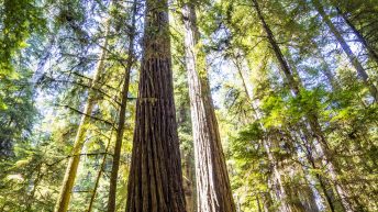 USA3a 7 344x193 - Pożegnanie z Ameryką - USA cz.3