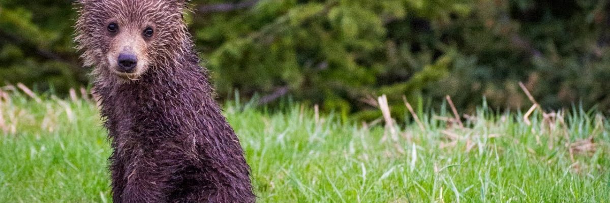 kanada wideo 1200x400 - Kanada - wideo