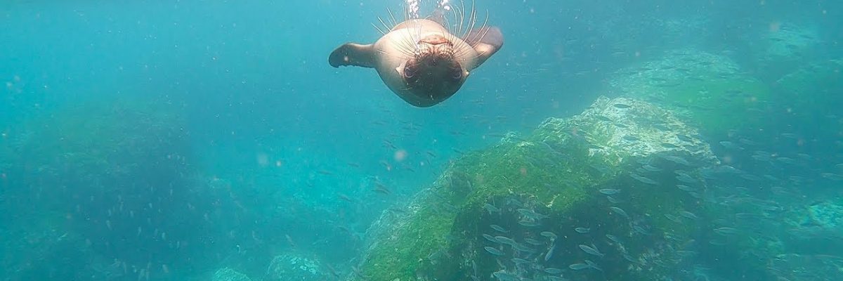 wyspy galapagos wideo 1200x400 - Wyspy Galapagos - wideo