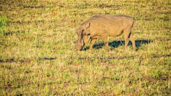 x 102 344x193 - Pierwsze kroki na afrykańskiej ziemi - RPA & Eswatini cz.1