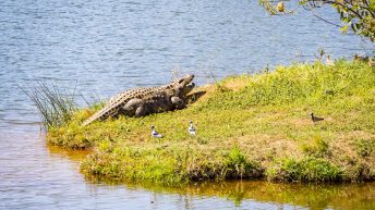 x 107 344x193 - Pierwsze kroki na afrykańskiej ziemi - RPA & Eswatini cz.1