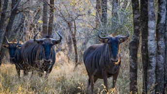 x 116 344x193 - Pierwsze kroki na afrykańskiej ziemi - RPA & Eswatini cz.1