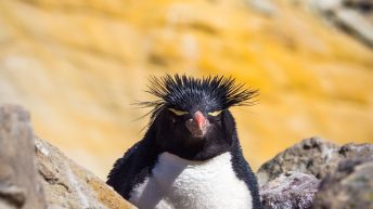 x 2 1 344x193 - W drodze na Antarktydę - Falklandy