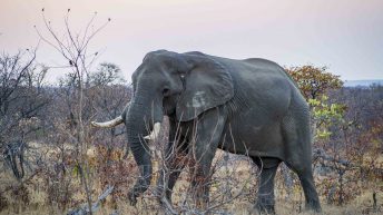 x 26 344x193 - Pierwsze kroki na afrykańskiej ziemi - RPA & Eswatini cz.1