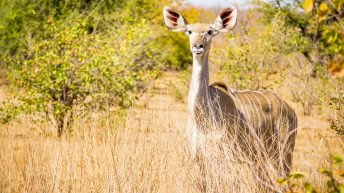 x 31 344x193 - Pierwsze kroki na afrykańskiej ziemi - RPA & Eswatini cz.1
