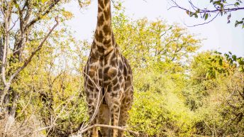 x 32 344x193 - Pierwsze kroki na afrykańskiej ziemi - RPA & Eswatini cz.1