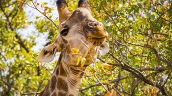 x 35 344x193 - Pierwsze kroki na afrykańskiej ziemi - RPA & Eswatini cz.1