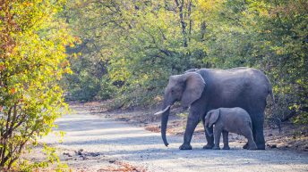 x 44 344x193 - Pierwsze kroki na afrykańskiej ziemi - RPA & Eswatini cz.1
