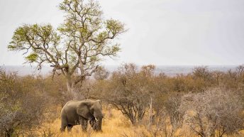 x 49 344x193 - Pierwsze kroki na afrykańskiej ziemi - RPA & Eswatini cz.1