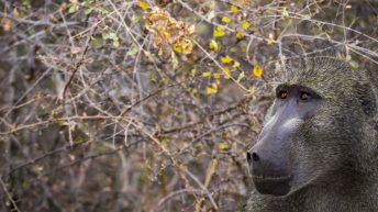 x 50 344x193 - Pierwsze kroki na afrykańskiej ziemi - RPA & Eswatini cz.1