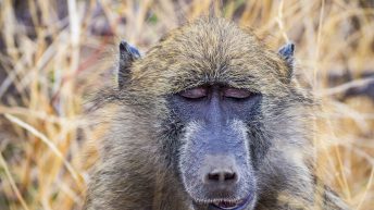 x 51 344x193 - Pierwsze kroki na afrykańskiej ziemi - RPA & Eswatini cz.1