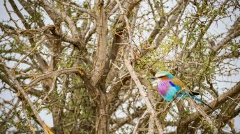 x 54 344x193 - Pierwsze kroki na afrykańskiej ziemi - RPA & Eswatini cz.1