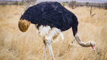 x 57 344x193 - Pierwsze kroki na afrykańskiej ziemi - RPA & Eswatini cz.1