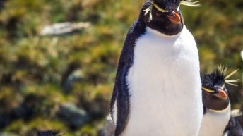 x 6 1 344x193 - W drodze na Antarktydę - Falklandy