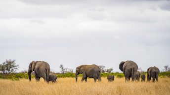 x 63 344x193 - Pierwsze kroki na afrykańskiej ziemi - RPA & Eswatini cz.1