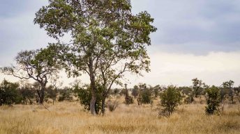 x 69 344x193 - Pierwsze kroki na afrykańskiej ziemi - RPA & Eswatini cz.1