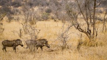 x 70 344x193 - Pierwsze kroki na afrykańskiej ziemi - RPA & Eswatini cz.1