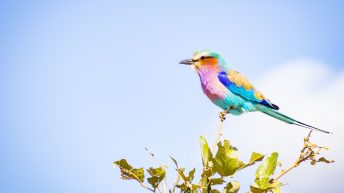 x 77 344x193 - Pierwsze kroki na afrykańskiej ziemi - RPA & Eswatini cz.1