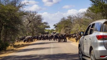 x 79 344x193 - Pierwsze kroki na afrykańskiej ziemi - RPA & Eswatini cz.1