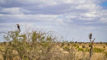 x 82 344x193 - Pierwsze kroki na afrykańskiej ziemi - RPA & Eswatini cz.1