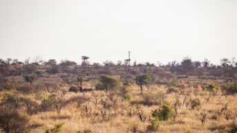 x 83 344x193 - Pierwsze kroki na afrykańskiej ziemi - RPA & Eswatini cz.1