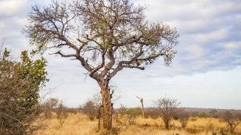 x 87 344x193 - Pierwsze kroki na afrykańskiej ziemi - RPA & Eswatini cz.1