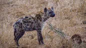 x1 10 344x193 - Pierwsze kroki na afrykańskiej ziemi - RPA & Eswatini cz.1