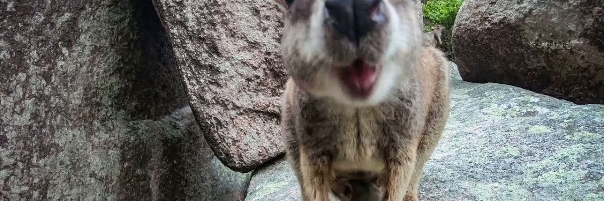 z cairns do brisbane wideo 1200x400 - Z Cairns do Brisbane - wideo