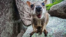 z cairns do brisbane wideo 232x130 - Z Cairns do Brisbane - wideo